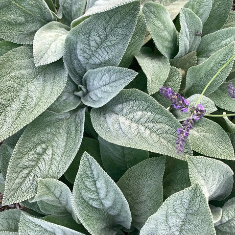 Lambs Ear Garden Shrub