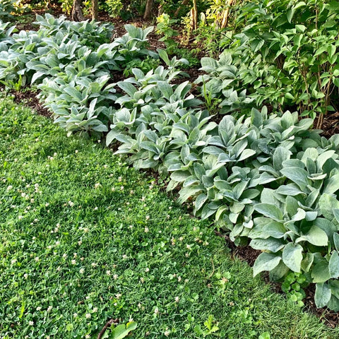 Lambs Ear Garden Shrub