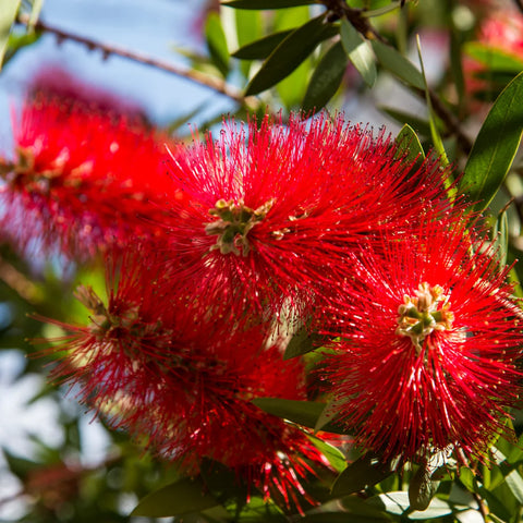 Little John Dwarf Bottlebrush Shrub