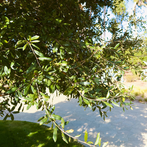 Live Oak Tree