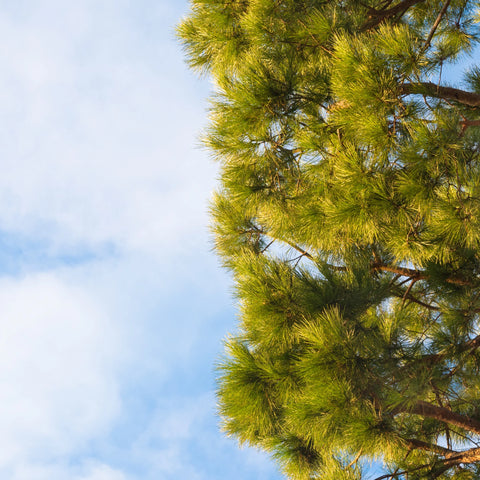 Loblolly Pine Tree