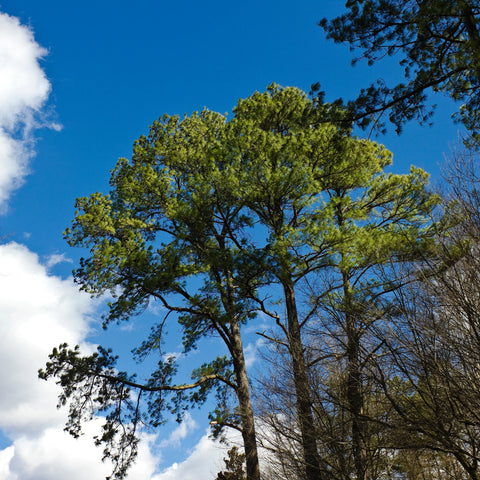 Loblolly Pine Tree