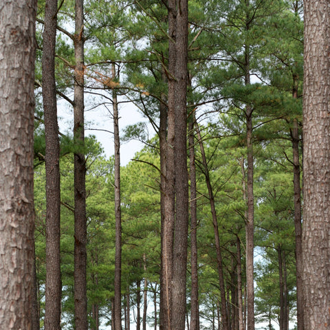 Loblolly Pine Tree