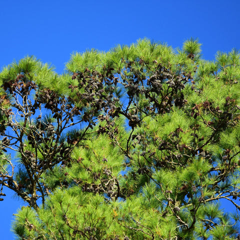 Loblolly Pine Tree