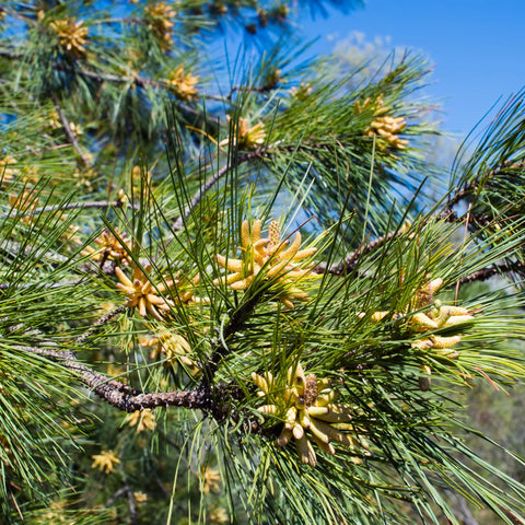 Loblolly Pine Tree