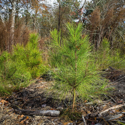 Loblolly Pine Tree