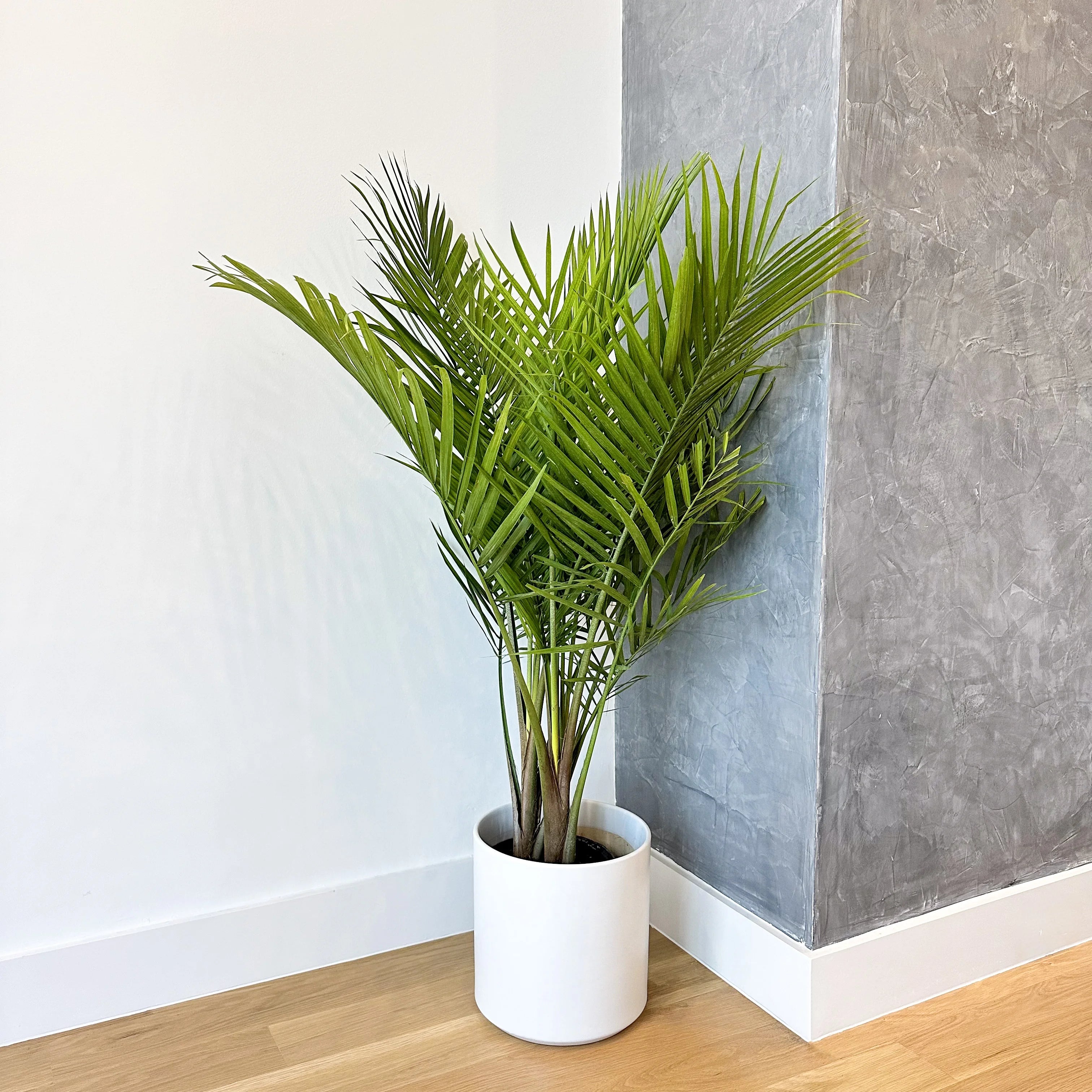 majesty palm plants Majesty Palm Plant for Indoors