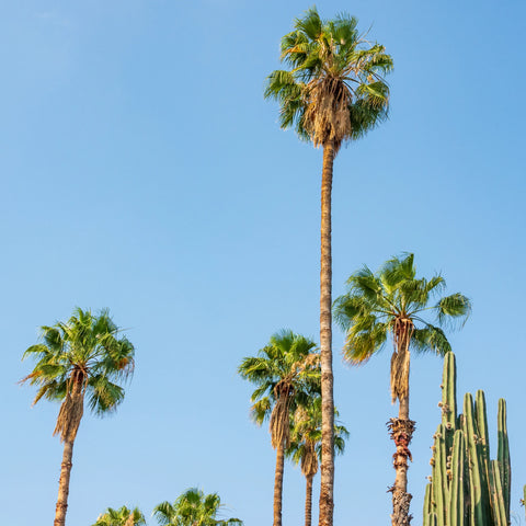 Mexican Fan Palm Tree