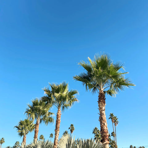 Mexican Fan Palm Tree