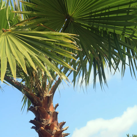 Mexican Fan Palm Tree