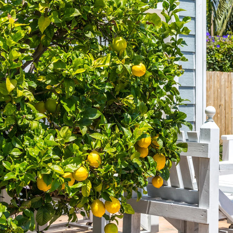 Improved Meyer Lemon Tree