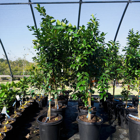Improved Meyer Lemon Tree