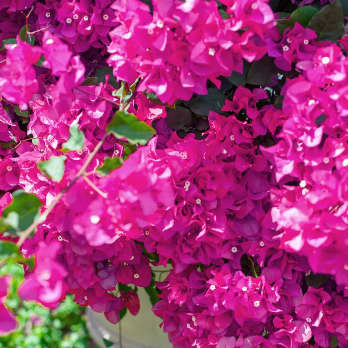 Miami Pink Bougainvillea Shrub