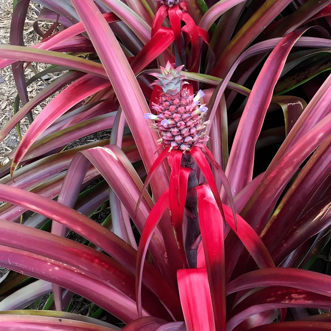 about pineapple plant Mila Pineapple Plant