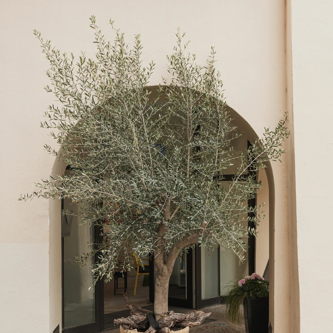 olive tree as indoor plant Mission Olive Tree