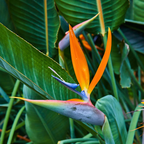Orange Bird of Paradise