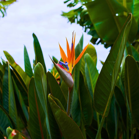 Orange Bird of Paradise