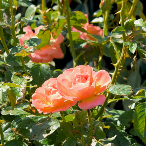 Orange Glow™ Knock Out® Rose Tree