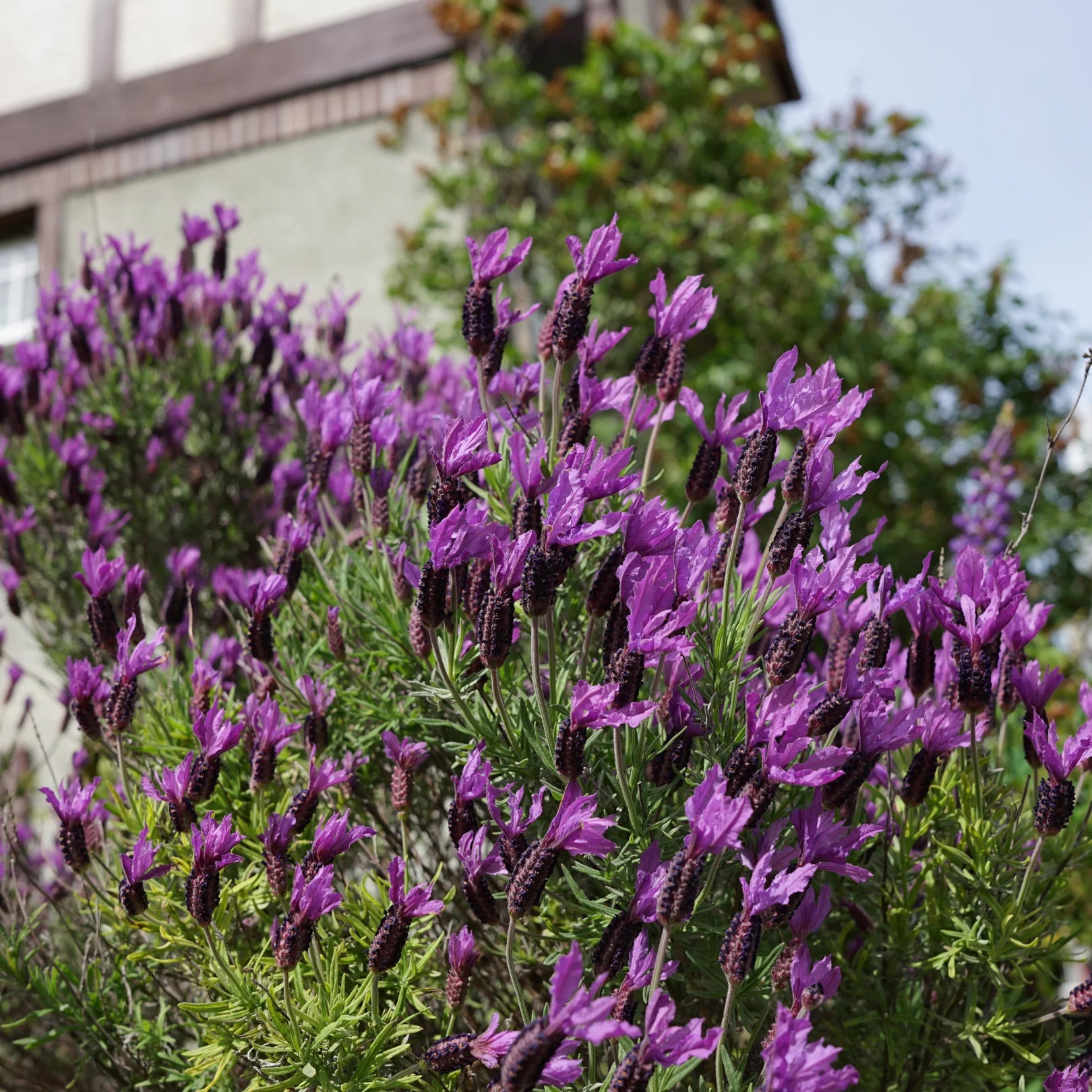 planting spanish lavender Otto Quast Spanish Lavender