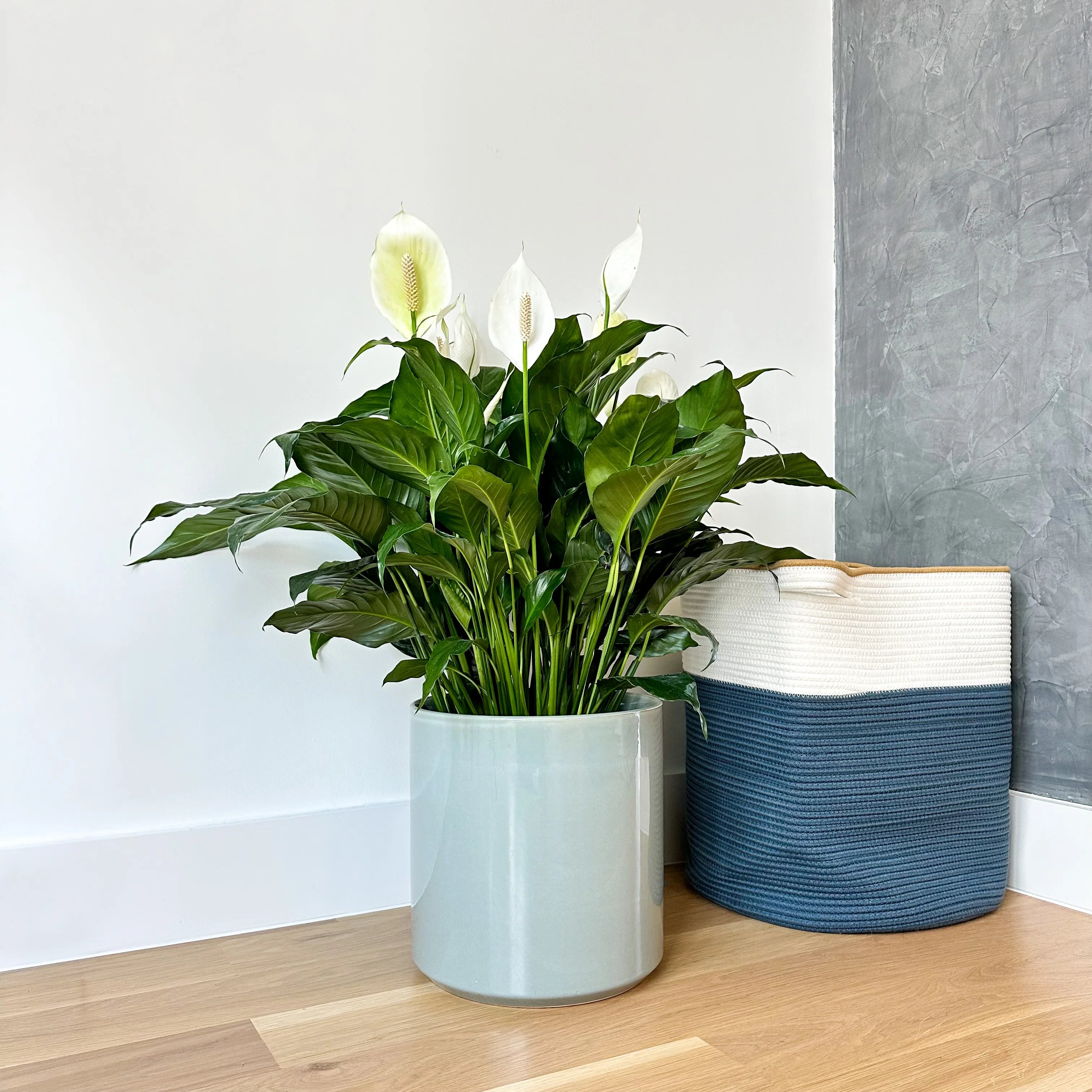 peace lily plant with pot Peace Lily | Large