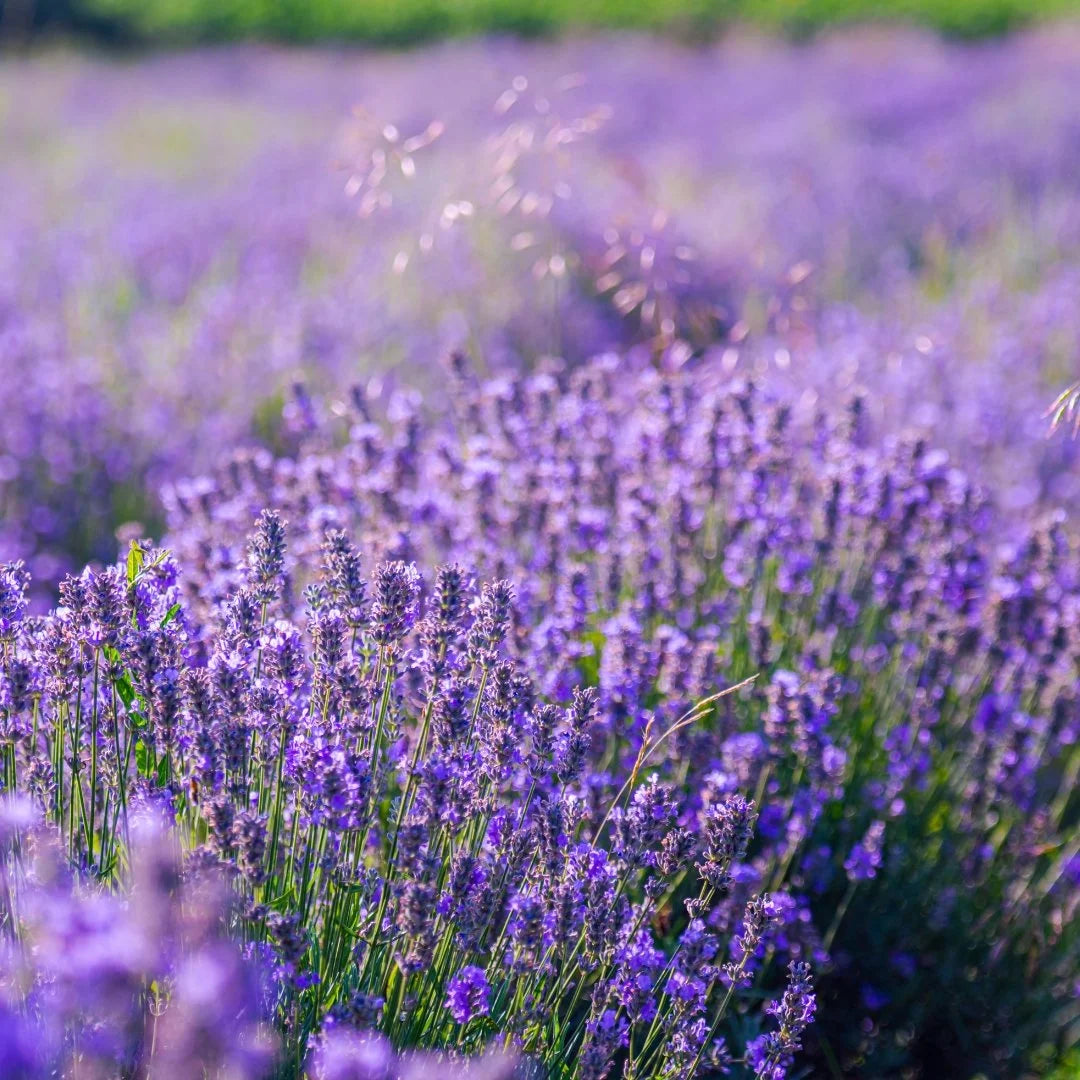 lavender phenomenal seeds Phenomenal Lavender | 1 gallon
