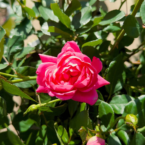 Pink Double Knock Out® Rose Tree