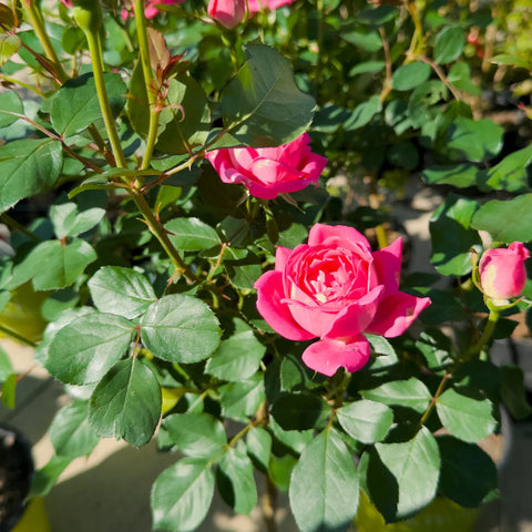 Pink Double Knock Out® Rose Tree