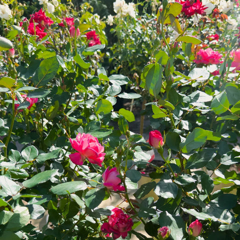 Pink Double Knock Out® Rose Tree