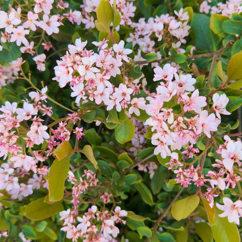 Pink Lady Indian Hawthorn