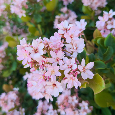 Pink Lady Indian Hawthorn