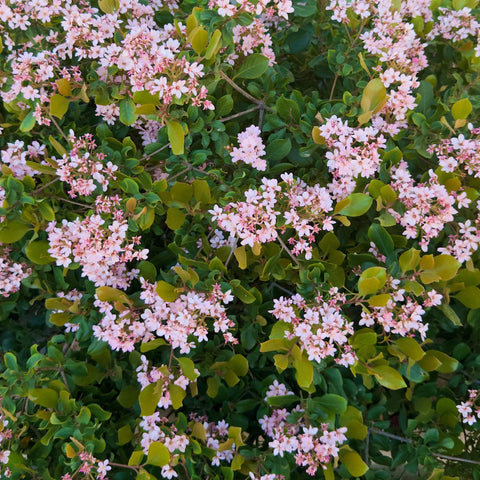 Pink Lady Indian Hawthorn