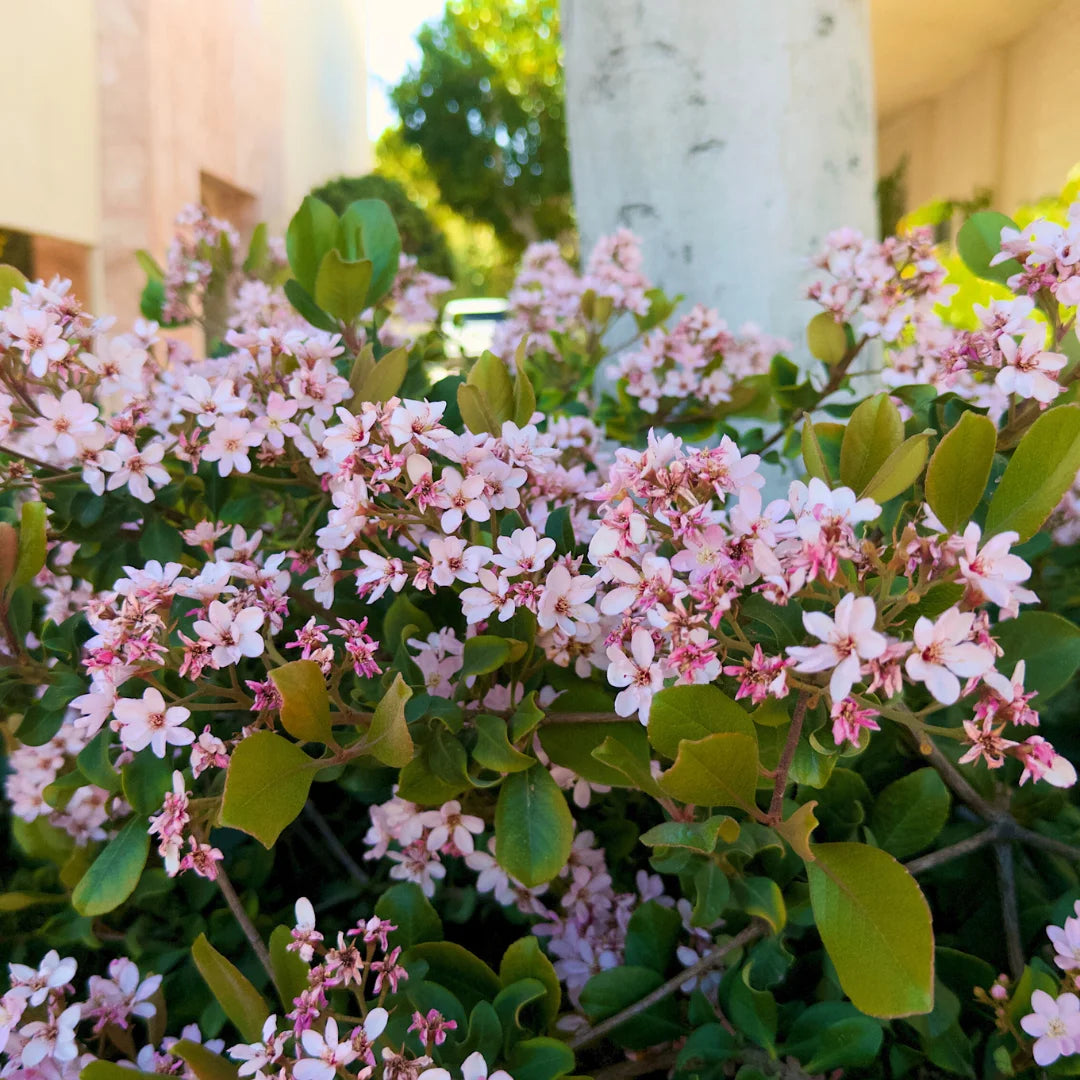 indian hawthorn plant fertilizer Pink Lady Indian Hawthorn