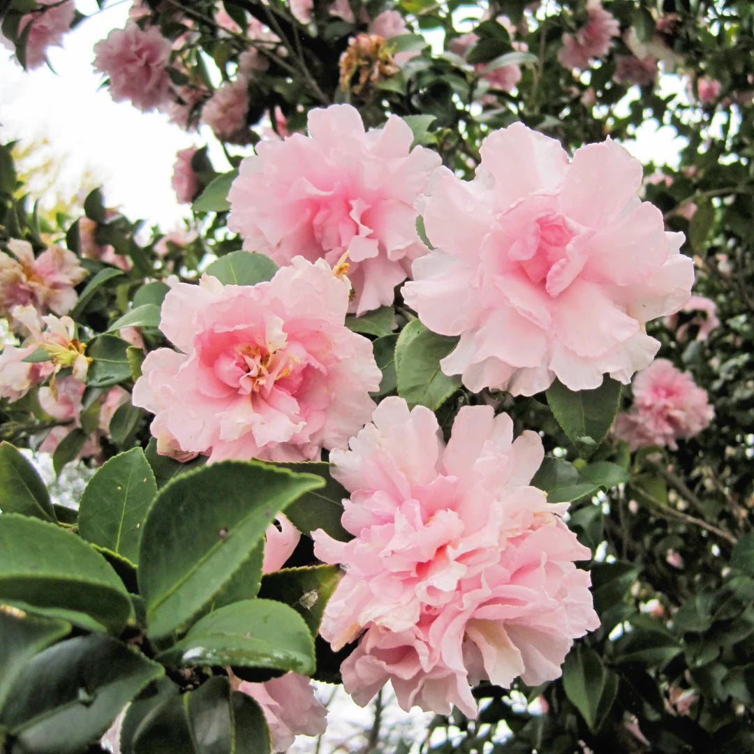 Pink Snow Camellia | Fall-Blooming Evergreen with Soft Pink Flowers
