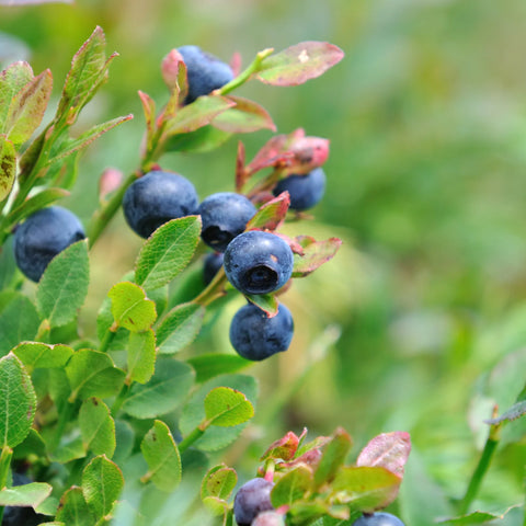 Premier Blueberry Bush