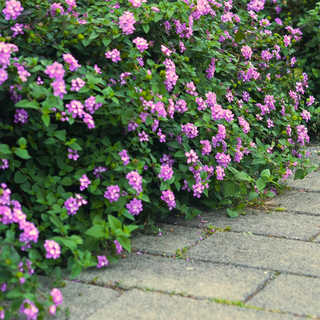 Purple Trailing Lantana | Heat Tolerant Ground Cover
