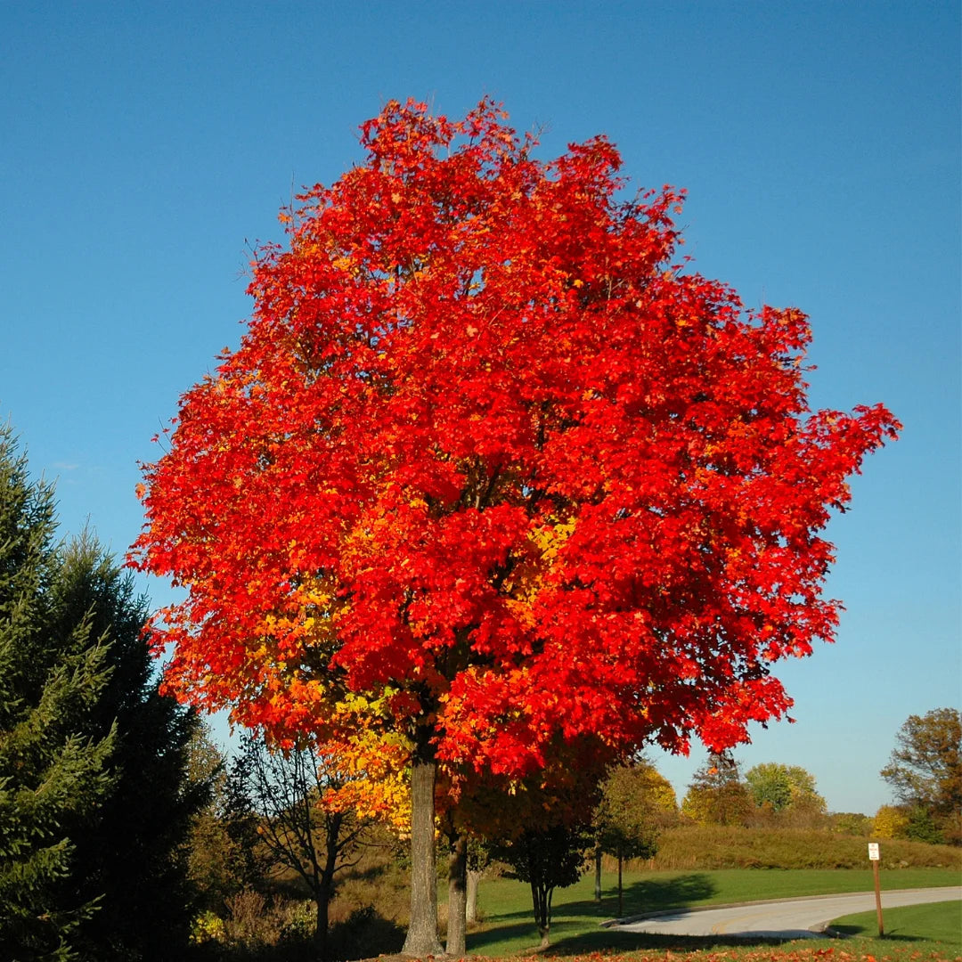 Red Sunset Maple Tree | Brilliant Red Fall Foliage – Simply Trees
