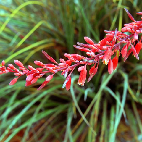 Red Yucca
