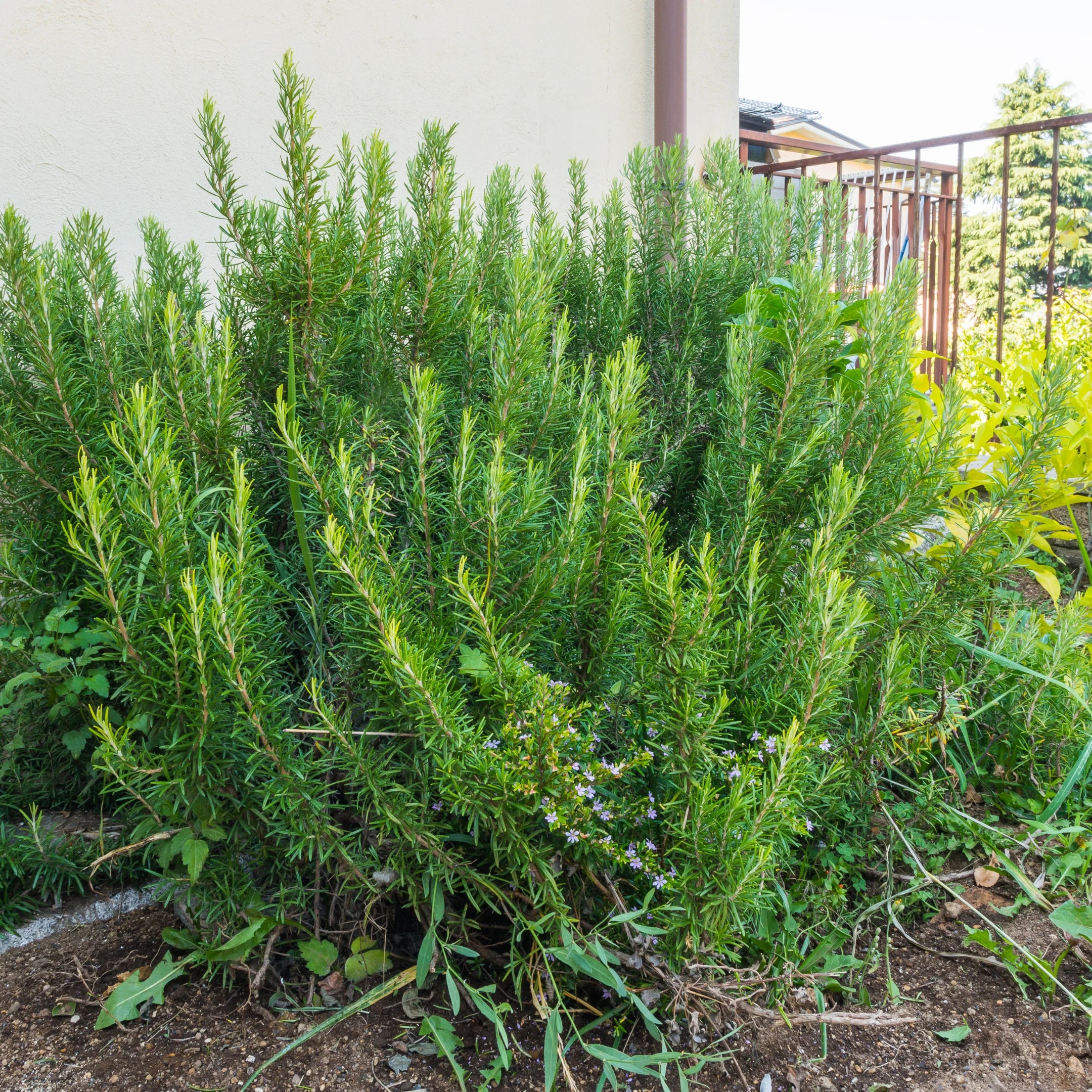 Rosemary | Fragrant Drought-Tolerant Ground Cover and Shrub