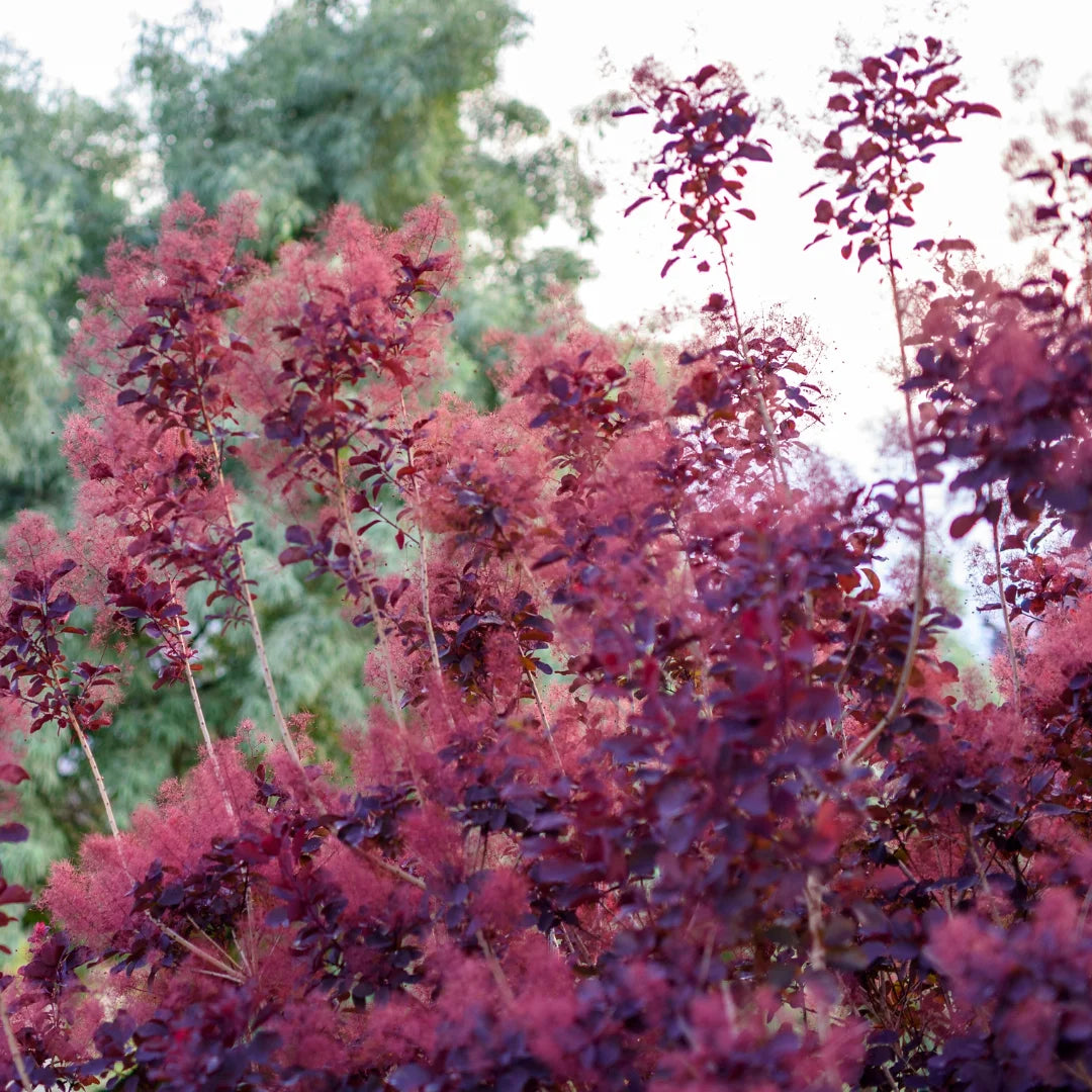 Royal Purple Smoke Bush for Sale | Purple Smoke Tree