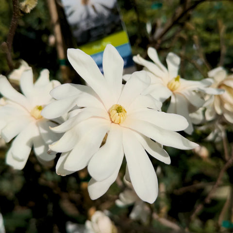 Royal Star Magnolia