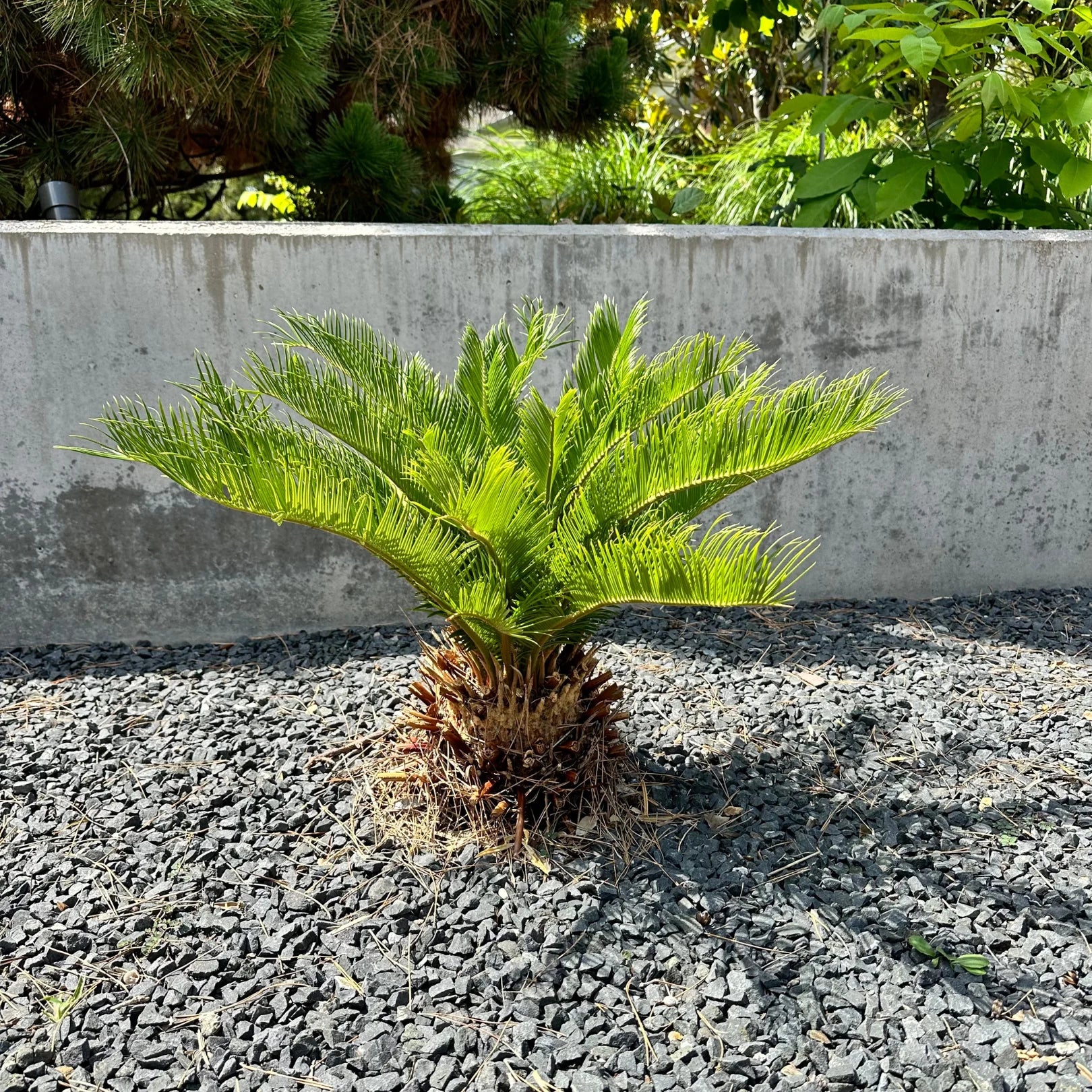 sago palm outdoor plant Sago Palm Tree | 3 gallon