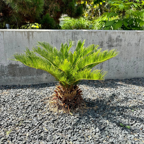 Sago Palm Tree