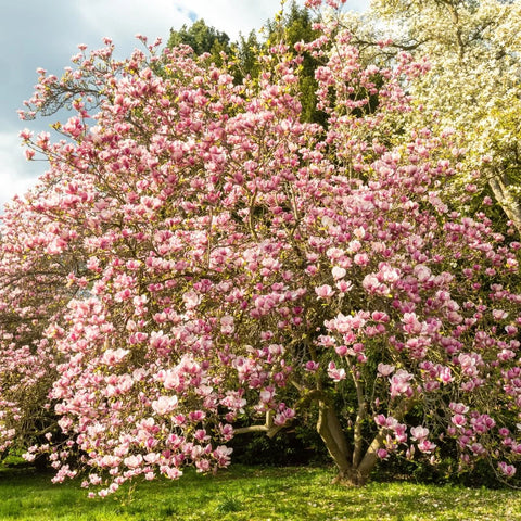 Saucer Magnolia Tree