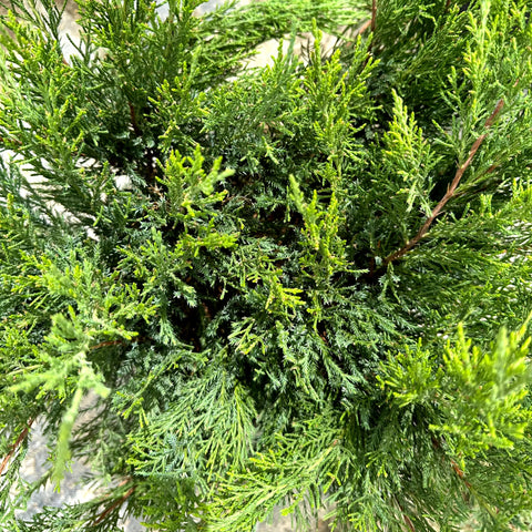 Sea Green Juniper