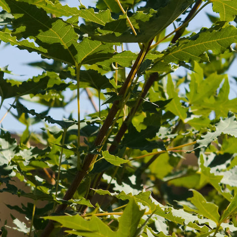 Shantung Maple Tree