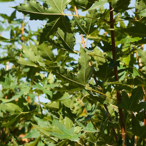 Shantung Maple Tree