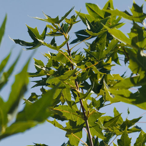 Shantung Maple Tree