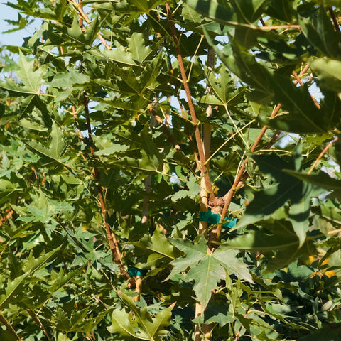Shantung Maple Tree