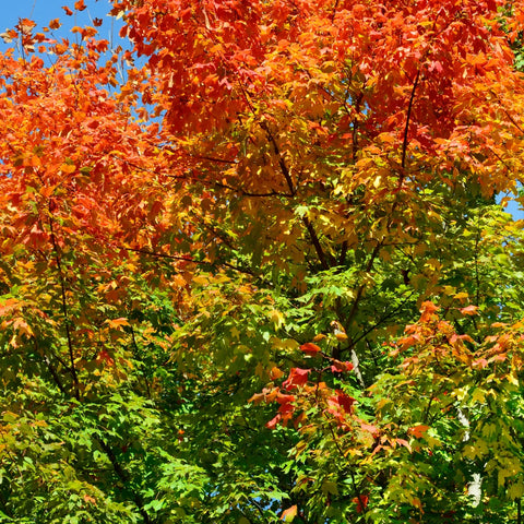 Shantung Maple Tree