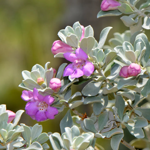 Silver Dream Sage